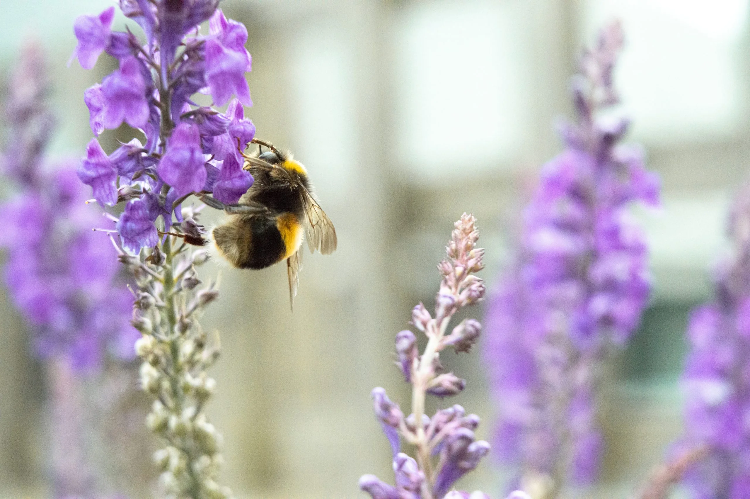 Bumble bee on purple flowers