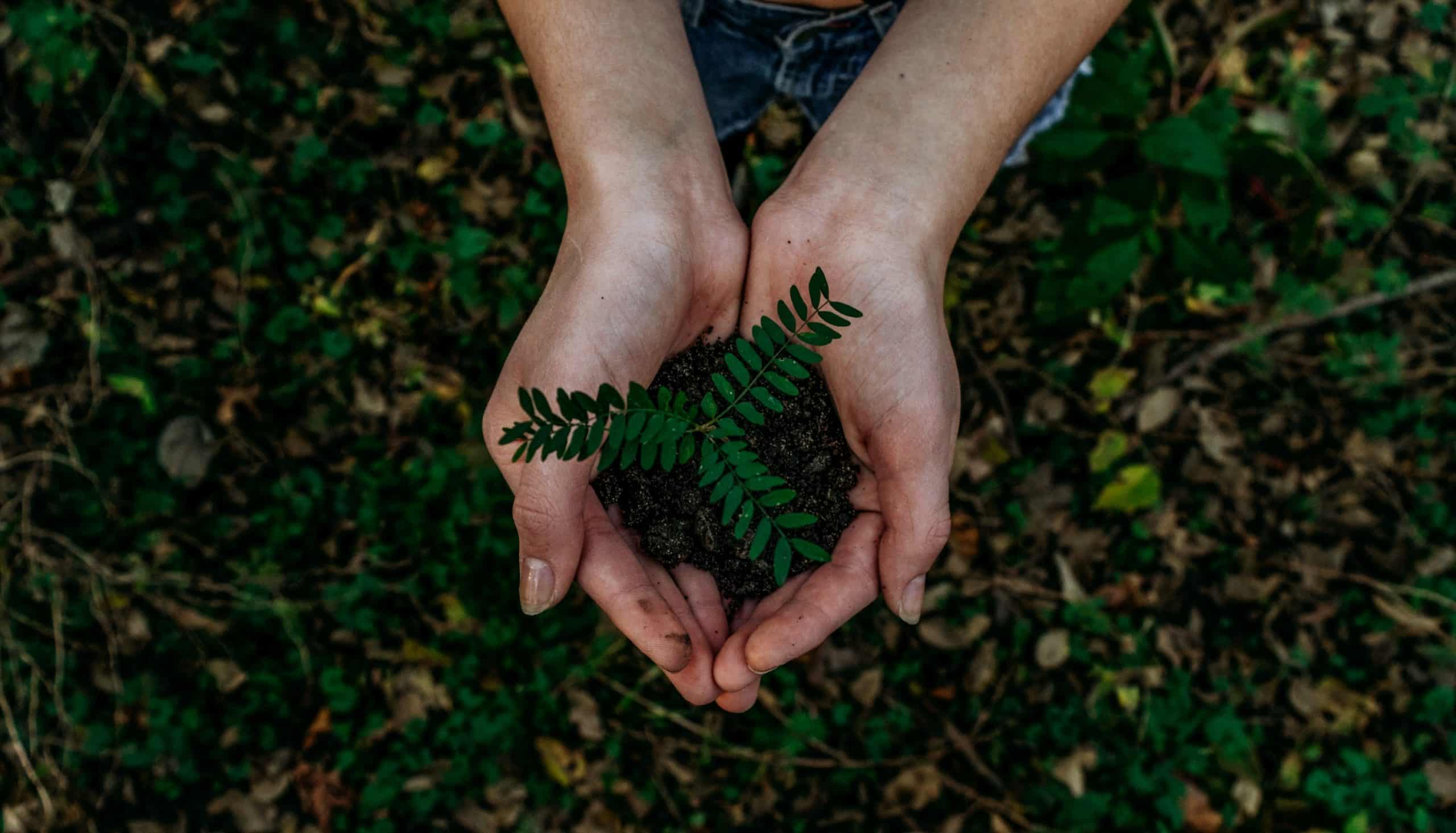 Hands holding a small plant seedling