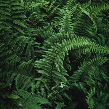 Green fern leaves
