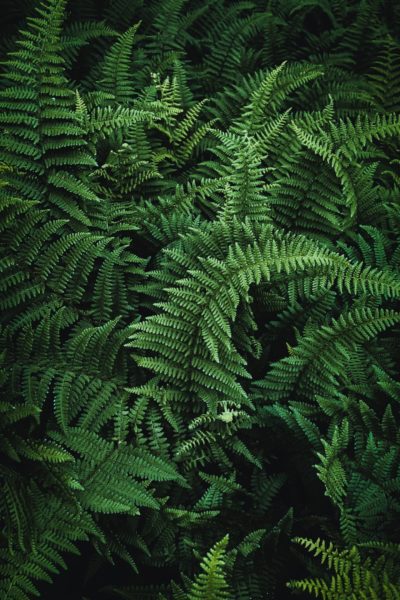 Green fern leaves
