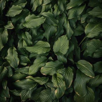 View of green foliage