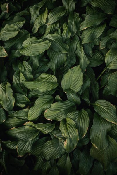 View of green foliage