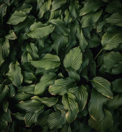 View of green foliage