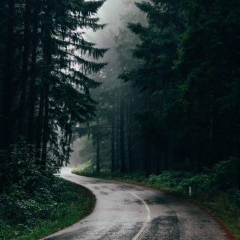 Road going through a misty forest