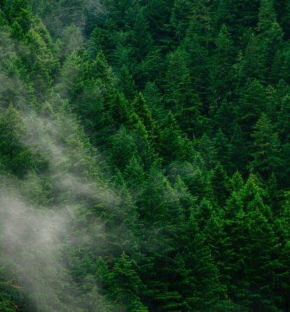 View of a pine forest with mist