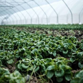 Vegetables growing in a greenhouse