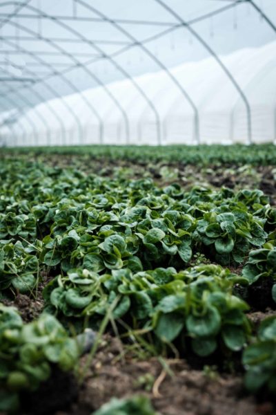 Vegetables growing in a greenhouse