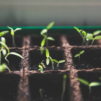 Seedlings growing in a cardboard seed tray