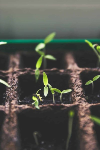 Seedlings growing in a cardboard seed tray