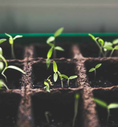 Seedlings growing in a cardboard seed tray