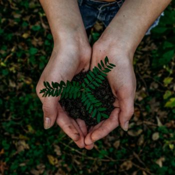 Hands holding a small plant seedling