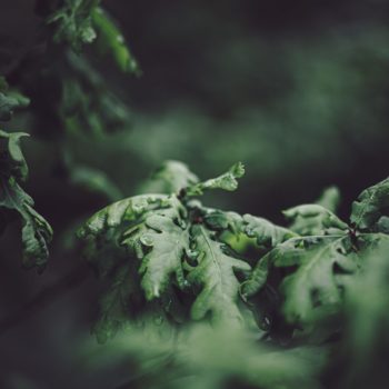 Oak tree leaves