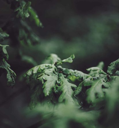 Oak tree leaves