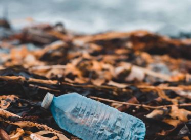 Plastic bottle litter on a woodland floor