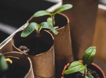 Seedlings grown in reused cardboard tubes
