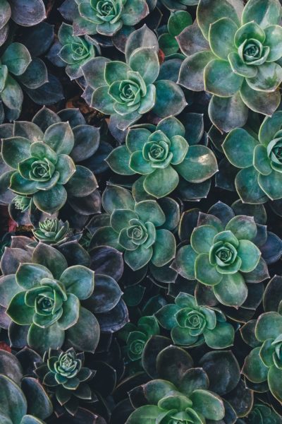 Succulents from above