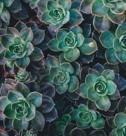 Succulents from above
