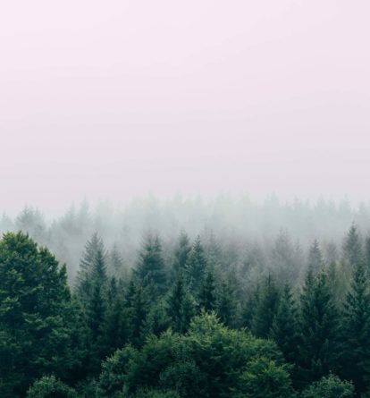Cloudy pine forest