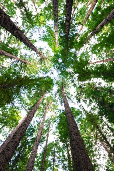 View of trees looking up