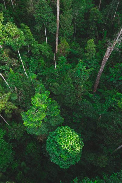 Rainforest