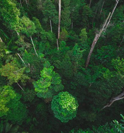 Rainforest