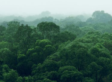 Rainforest jungle aerial view