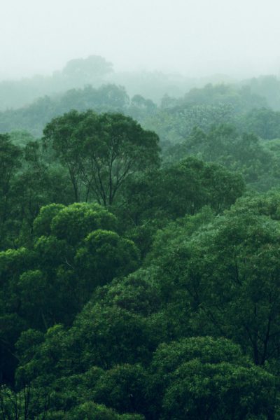 Rainforest jungle aerial view