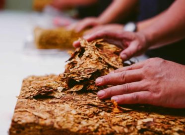 Hands preparing dried tobacco leaves