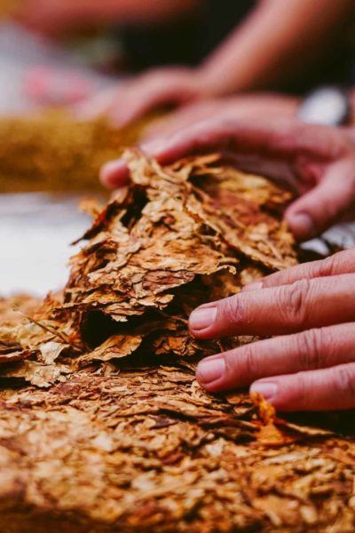 Hands preparing dried tobacco leaves