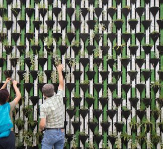 Two people look at a wall of plants