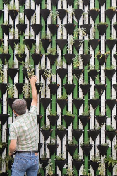 Two people look at a wall of plants