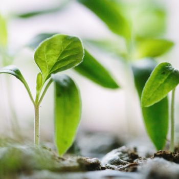 Close up of seedlings shooting up through soil
