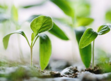 Close up of seedlings shooting up through soil