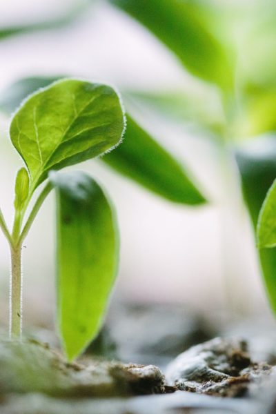 Close up of seedlings shooting up through soil