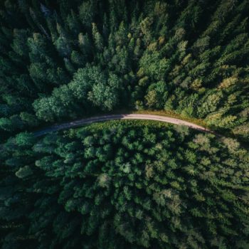 Top view of a road going through fir trees
