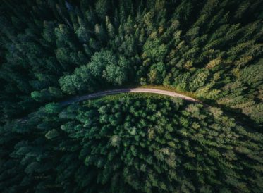 Top view of a road going through fir trees