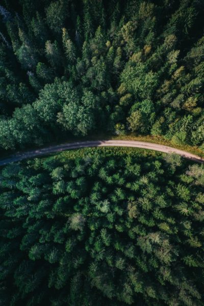 Top view of a road going through fir trees