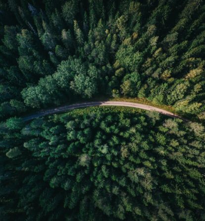 Top view of a road going through fir trees