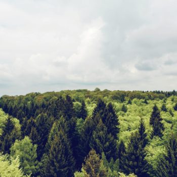 View of tree tops